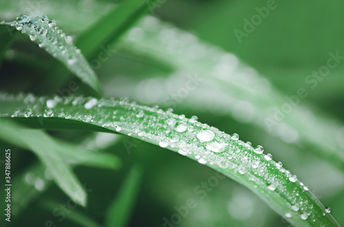 Raindrops on the green grass, closeup, selective focus. Beautiful natural background.