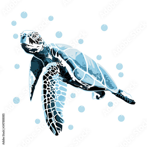 graphic sea turtle,vector illustration of sea turtle,vector of turtle design on a white background,save a turtle.