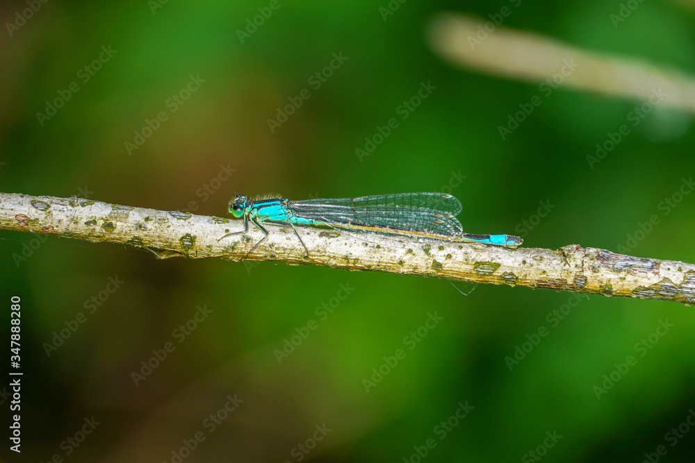 The macro photography of dragonfly at grass and small tree with green background.
The macro photography of dragonfly at grass and small tree with green background.