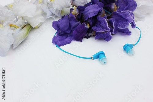Blue headphones isolated on white, in the background flowers. Blue earphone on a background of blue iris flowers isolated on white. Side view, copyspace