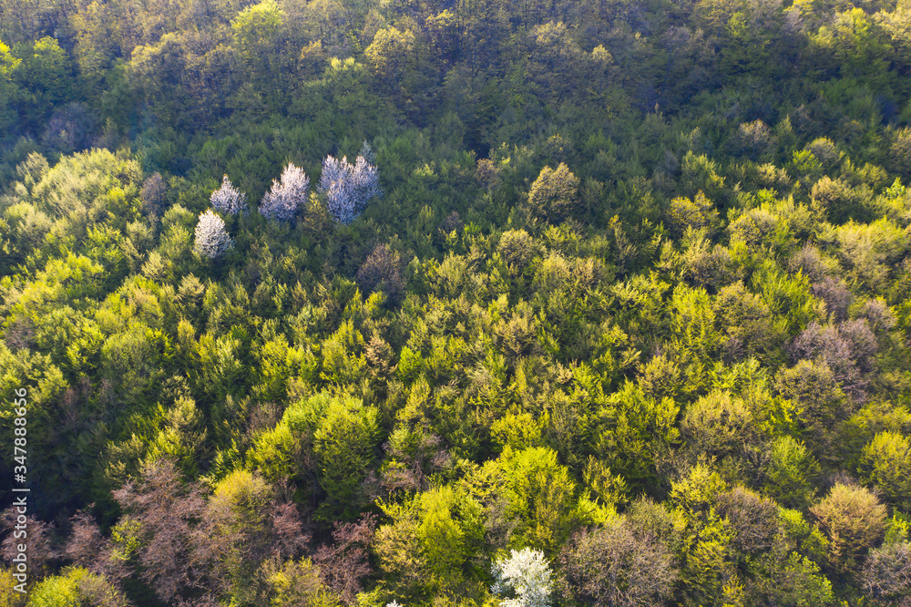Spring forest top view. Spring forest top view.