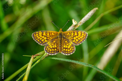 Yellow orange wing black spotted butterfly on leaves what amazing creature