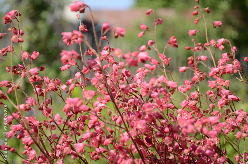 red flowers in the garden red flowers in the garden