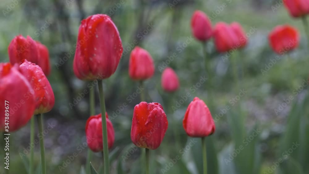 Slow paranaming along the dark red buds of tulips in the spring garden Slow paranaming along the dark red buds of tulips in the spring garden