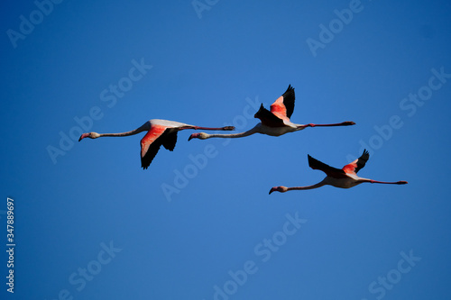 Three pink flamingos in the sky in Po's delta park near Comacchio, Ferrara, V-formation