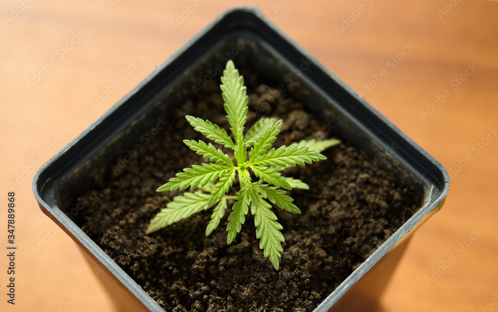 Young small hemp bush growing in a pot on a windowsill, top view with copy space. Concept of growing commercial hemp indoors in a pot, growing hemp from seedlings Young small hemp bush growing in a pot on a windowsill, top view with copy space. Concept of growing commercial hemp indoors in a pot, growing hemp from seedlings