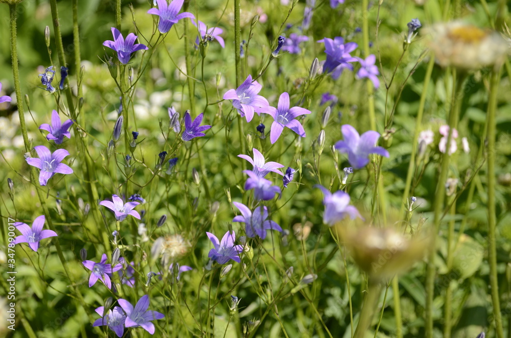 bluebell bluebell