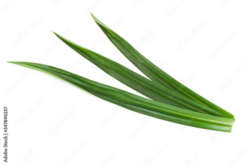 Fresh green pandan leaves isolated on white background Fresh green pandan leaves isolated on white background