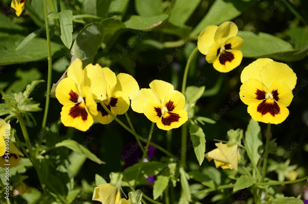 Fototapeta premium yellow flowers