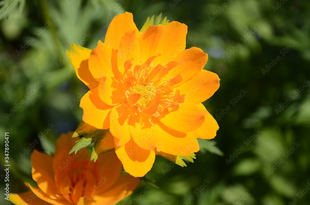 orange flower in the garden orange flower in the garden
