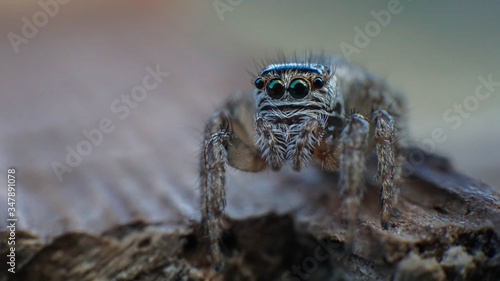 small and cute beautiful friendly spider with big eyes