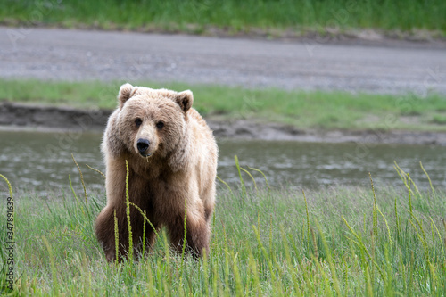Female coastal brown bear (Ursus arctos) in a gras meadow in Lake Clark NP, Alaska