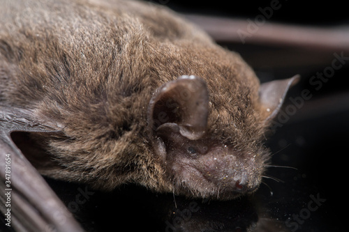 The common bent-wing bat, Schreibers' long-fingered bat, or Schreibers' bat (Miniopterus schreibersii) isolated on black background photo