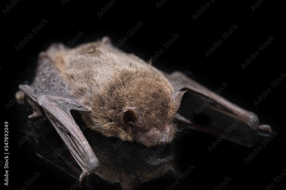 The common bent-wing bat, Schreibers' long-fingered bat, or Schreibers' bat (Miniopterus schreibersii) isolated on black background - obrazy, fototapety, plakaty 