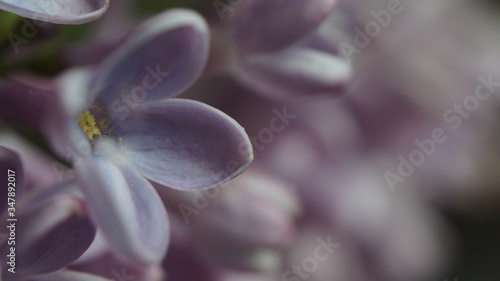 purple lilac, beautiful spring fresh flowers, spring