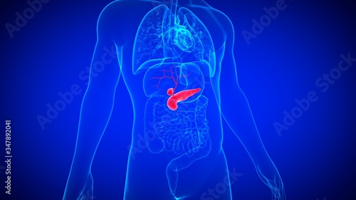 3D Illustration Human Gallbladder With pancreas Anatomy