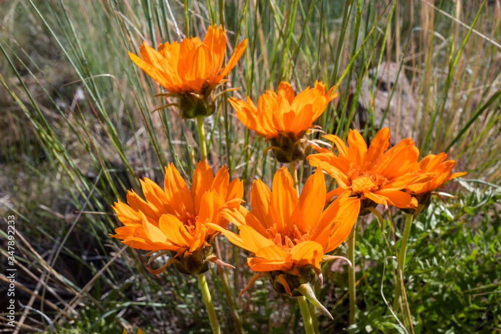 Wild flowers, daisies, in the Nevada desert intake. Wild flowers, daisies, in the Nevada desert intake.