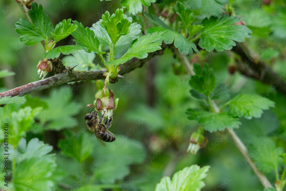 Bee on goosberry bush. Spring. Bee on goosberry bush. Spring.