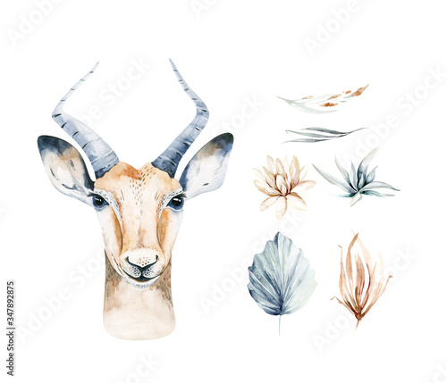 Fototapeta Naklejka Na Ścianę i Meble -  Africa watercolor savanna antelope, animal illustration. African Safari wild life cute exotic animals face portrait character. Isolated on white poster design