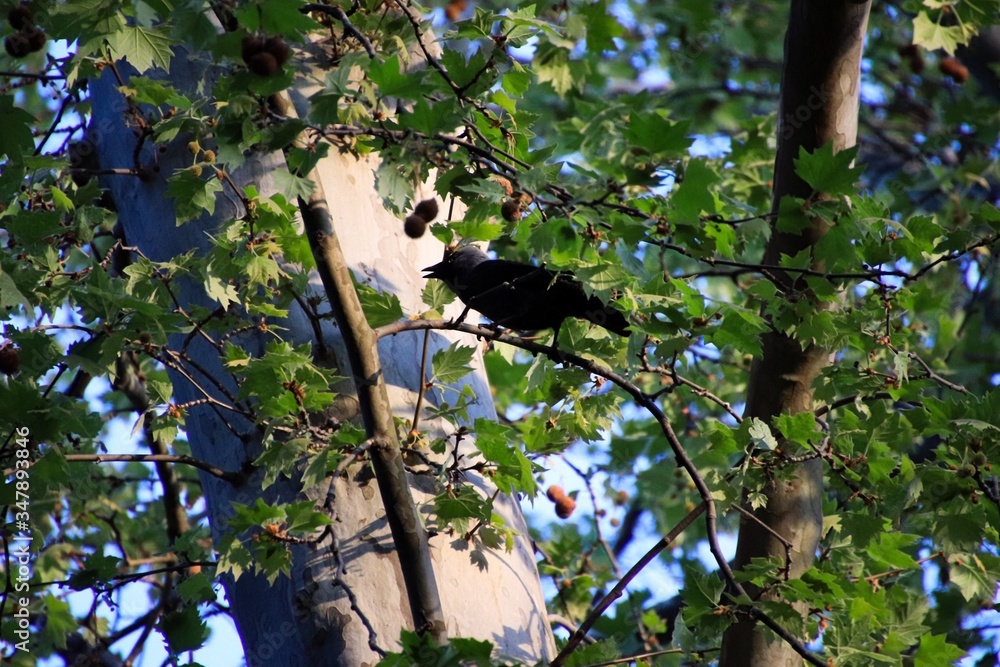 a tree with a black bird on it a tree with a black bird on it