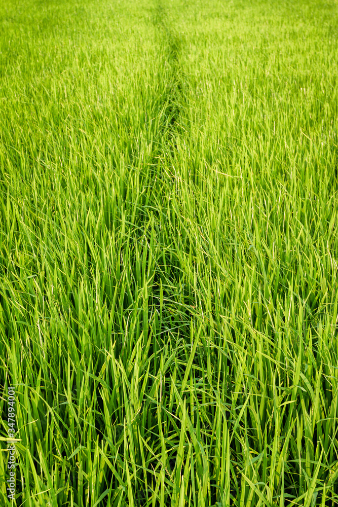 Narrow path between two green fields of crops Narrow path between two green fields of crops