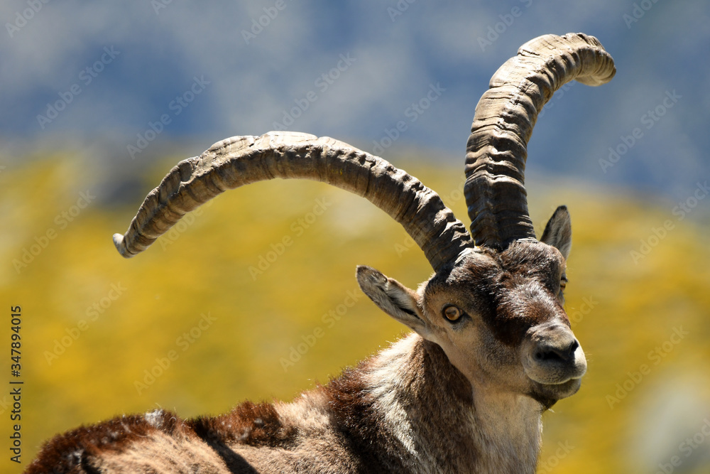 macho montés de gredos