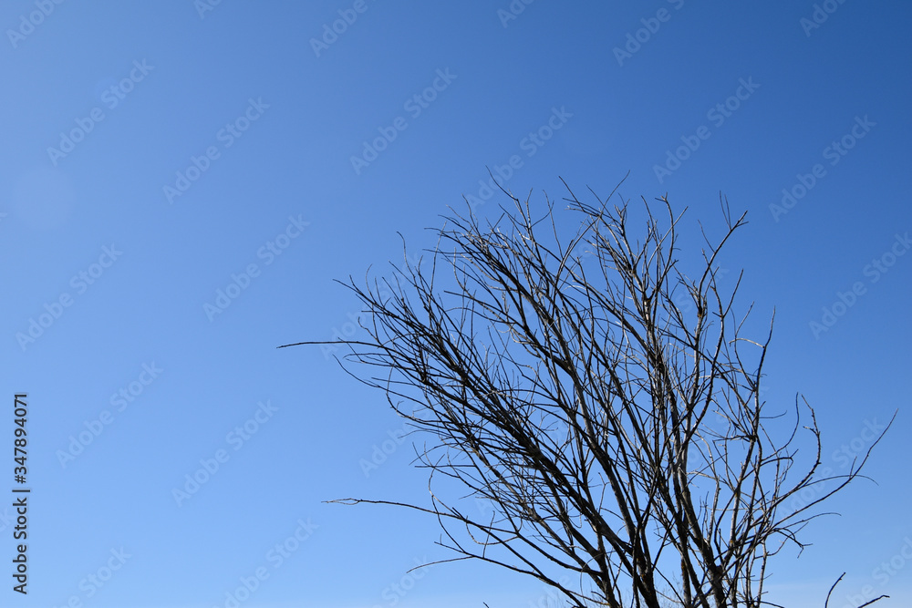 Reaching tree branches on a sky background. Reaching tree branches on a sky background.