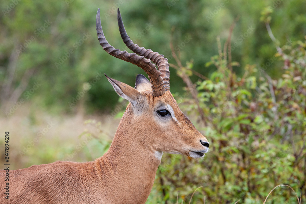 A side profile of a wary impala (Aepyceros melampus) ram, during the day at the end of the wet season, in the South African bushveld. A side profile of a wary impala (Aepyceros melampus) ram, during the day at the end of the wet season, in the South African bushveld.