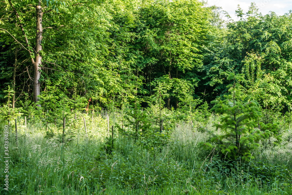 Obraz premium Wiederaufforstung im Mischwald