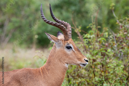 A side profile of a wary impala  Aepyceros melampus  ram  during the day at the end of the wet season  in the South African bushveld.