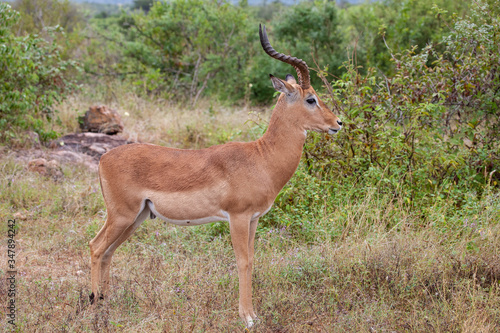 A full body side profile of an alert impala  Aepyceros melampus  ram  during the day at the end of the wet season  in the South African bushveld.