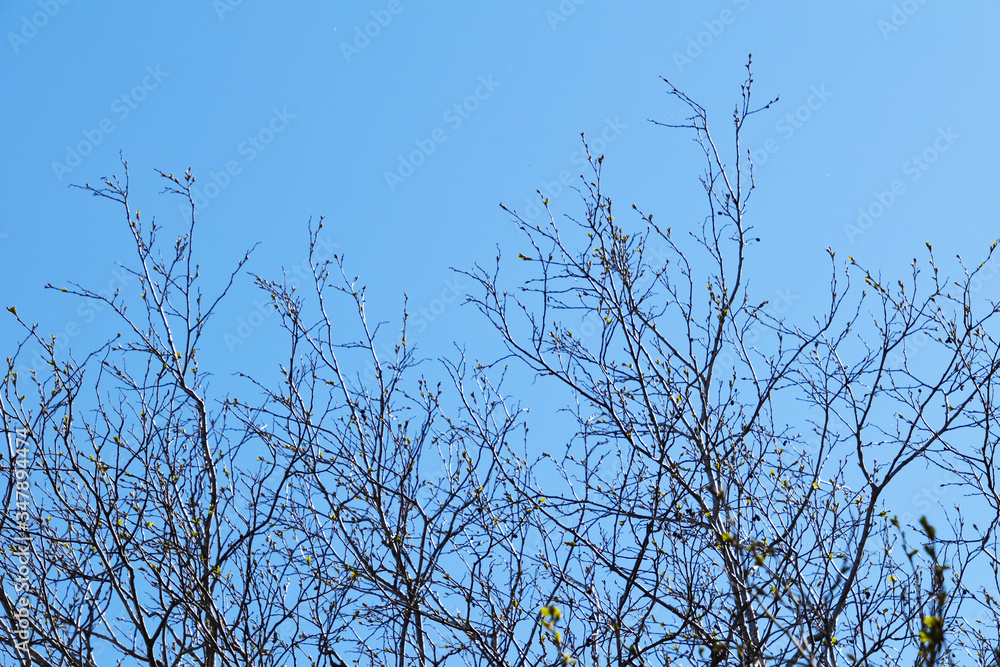 Tree branches on a sky background. Tree branches on a sky background.