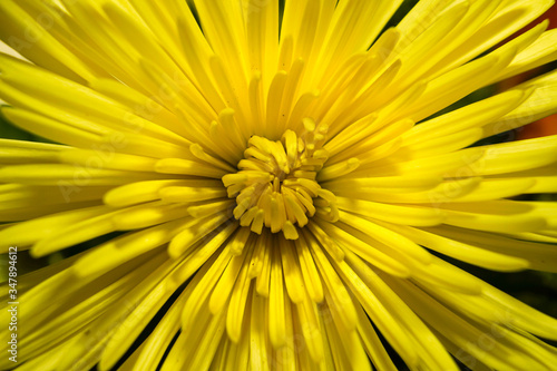 Yellow Daisy  Chrysanthemum  yellow flower 