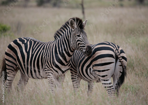 Closeup of two plains zebra  Equus quagga  mares interacting at the end of the rainy season against a blurred South African grassland.