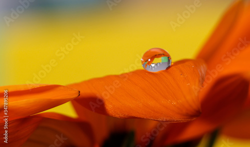 krople wody na kwiatkach makro koolorowe