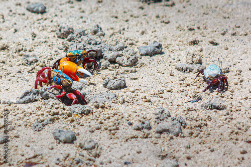 Foto Blue and red colored fiddler crab with a big claw digs a hole in the sand surrounded by two other crabs