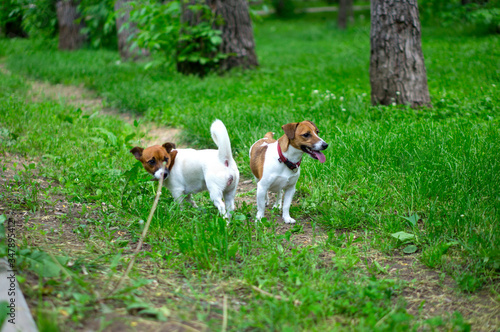 Two dogs breed Jack Russell Terrier are playing. The dog is playing. Little dog. Hunting dog.