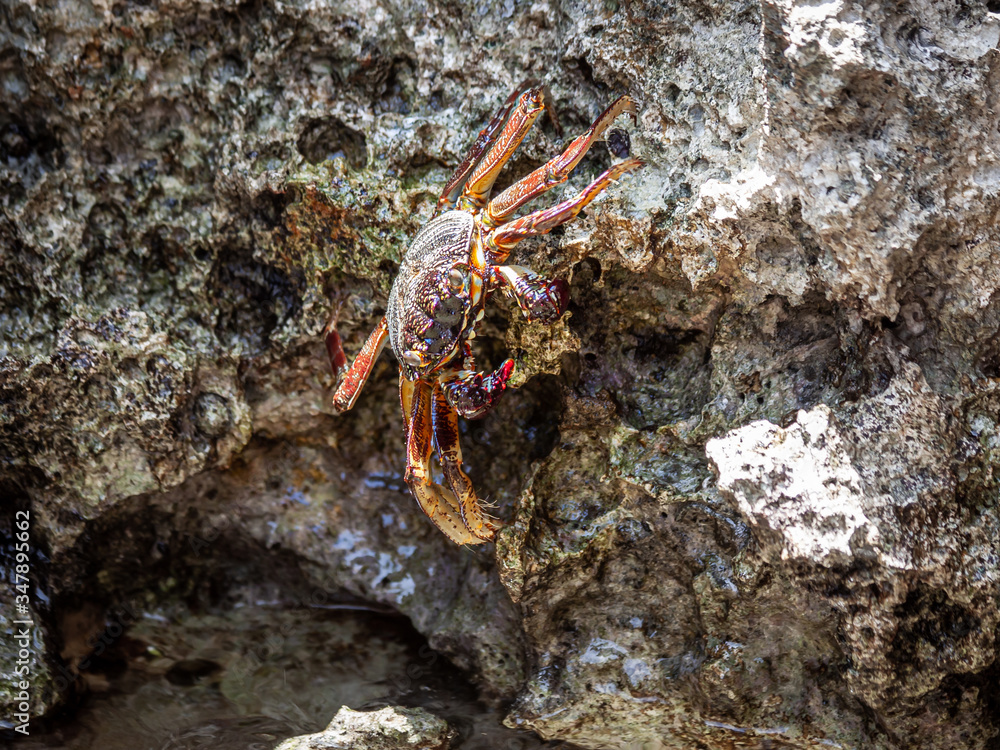 Brown and yellow marble crab on a ledge of rock, damaged by a surf.
