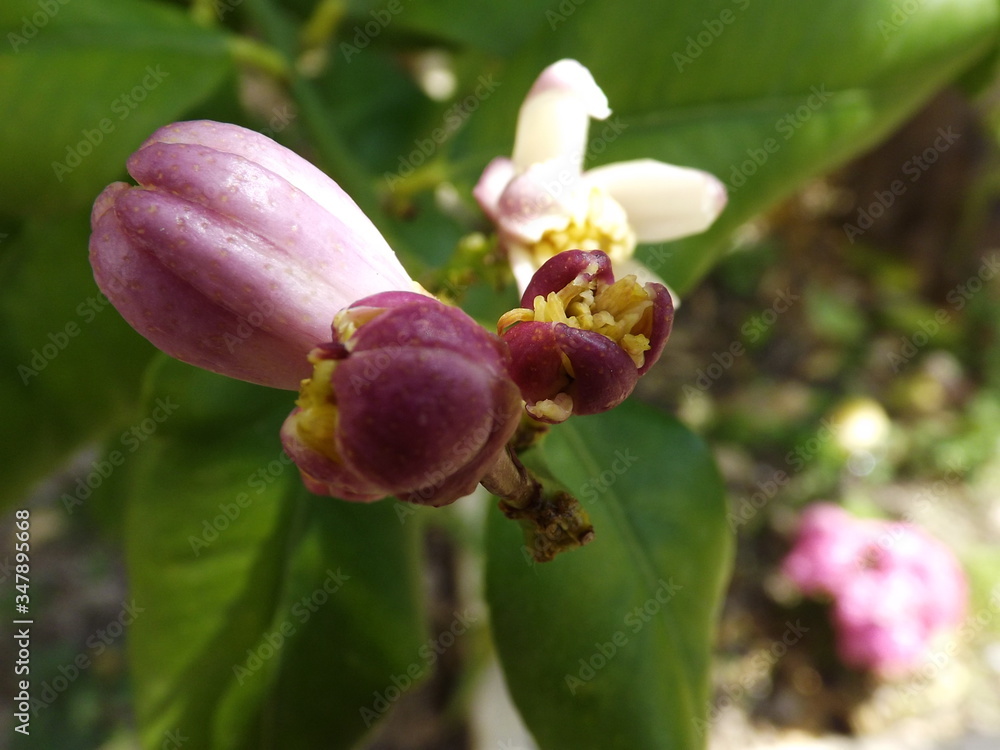limone fiore