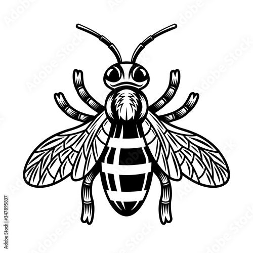 Honey bee vector illustration in monochrome style
