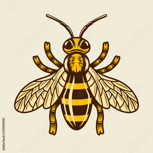 Honey bee vector colored detailed illustration