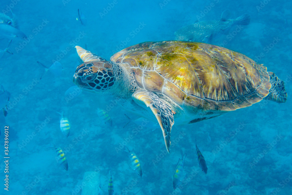 Obraz premium Green Turtle (Chelonia mydas) swimming in the Caribbean Sea in Barbados