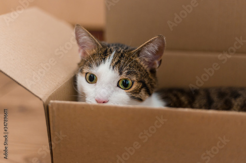 European cat in a delivery box. The concept of buying a new home or relocation. Pet sitting in a cardboard box. Looking cat in removal box