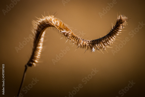 Single twisted wild wheat grass seed pod in fall during golden hour