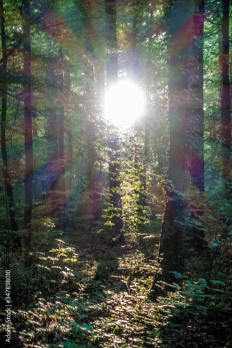 Fototapeta Naklejka Na Ścianę i Meble -  Sonnenstrahlen im Wald