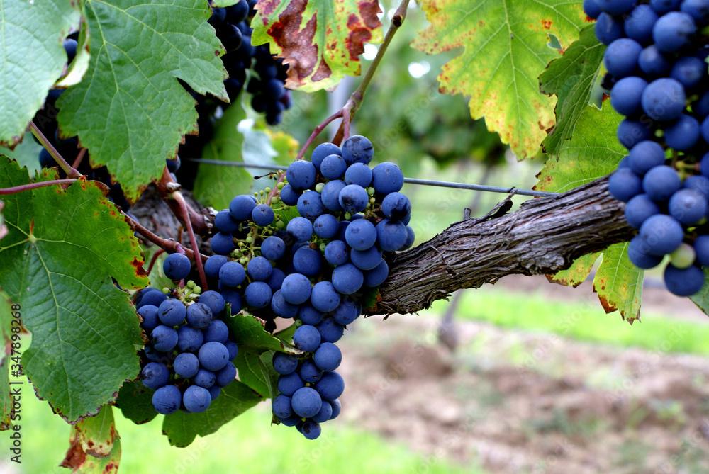 Fototapeta premium Uvas listas para ser cosechadas