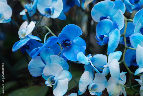 blue phalaenopsis orchids