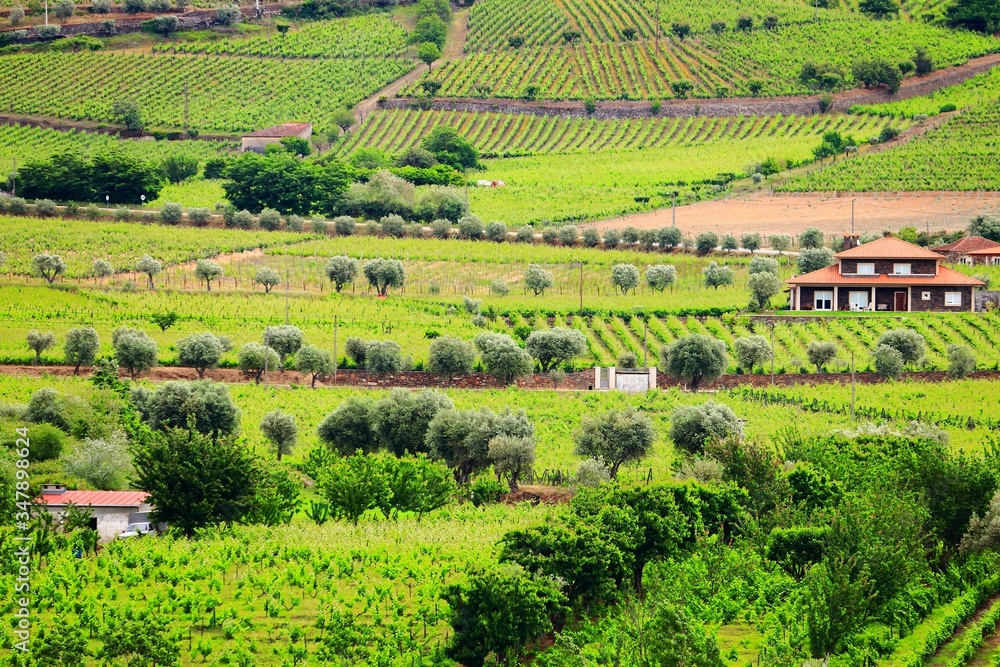 Portugal wine land Portugal wine land