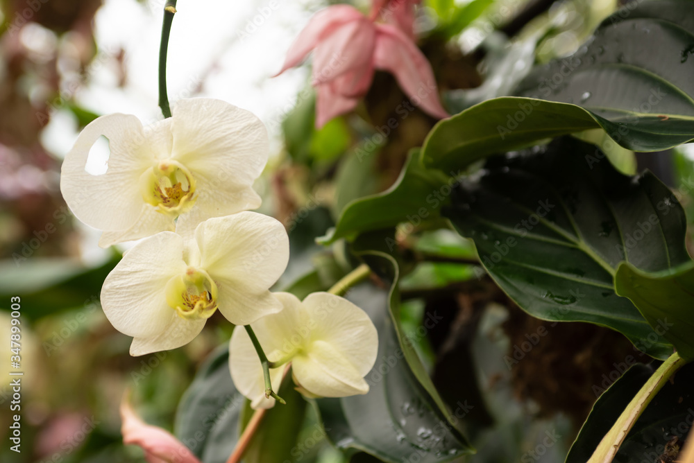 Obraz premium white orchid flower