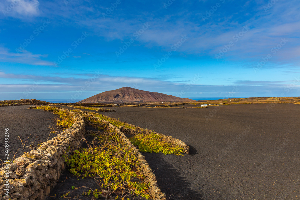 agriculture on volcanic soil in Lanzarote